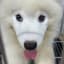 samoyedlovesfood