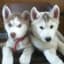 Huskyforders