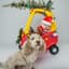 pawfectphotos