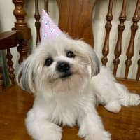 🐶ShiRley😻 (furmom)