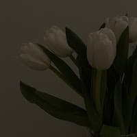 Shireen-