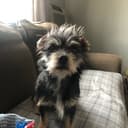 Ama