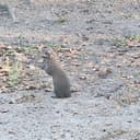 Raynemckinney1 Mckinney