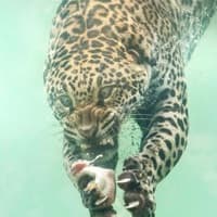 isitrare