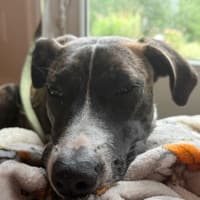odogmechanic