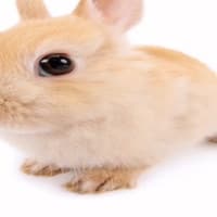 KrisKros