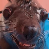 Jacob Rudd the savage Rudd