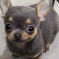 nawfch1no