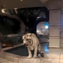 SimpsonServinSurveys