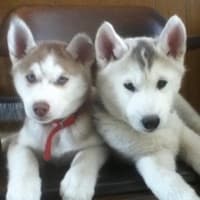 Huskyforders