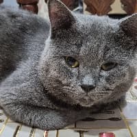 Kevin Cu