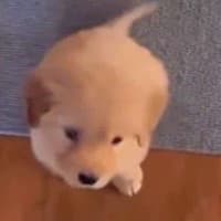 DasMason