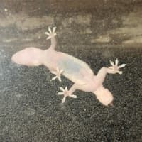 Megapac John