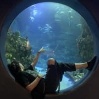 disentigratingradiumjaw